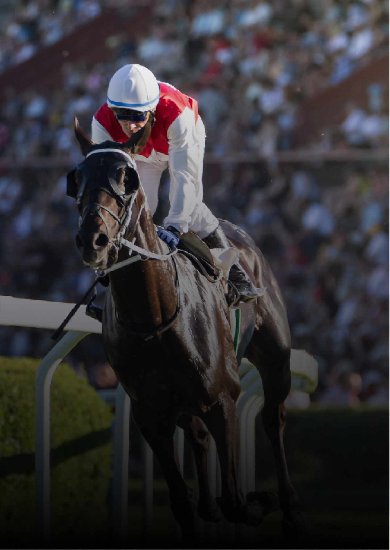 Horse racing Horse racing