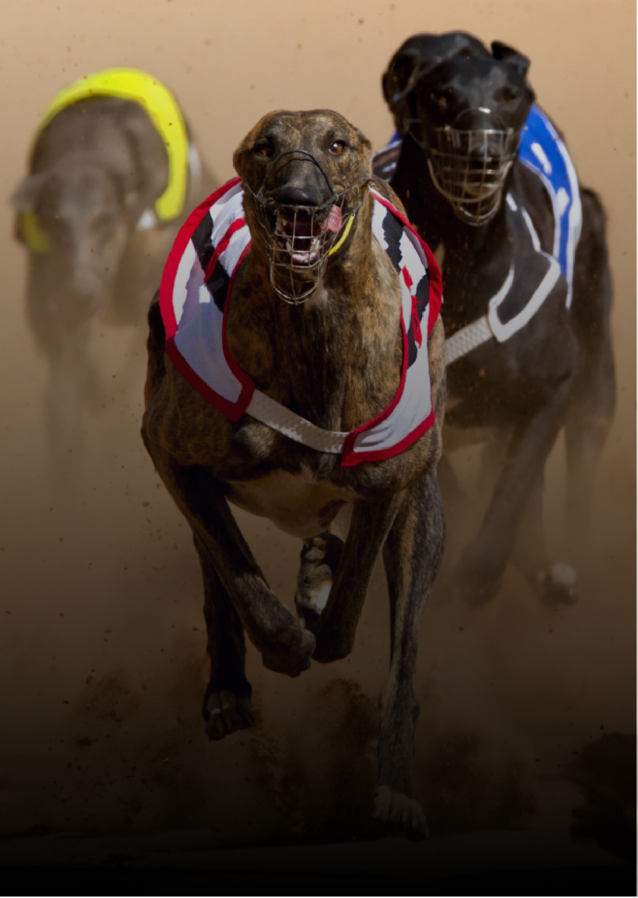 Greyhounds racing Greyhounds racing
